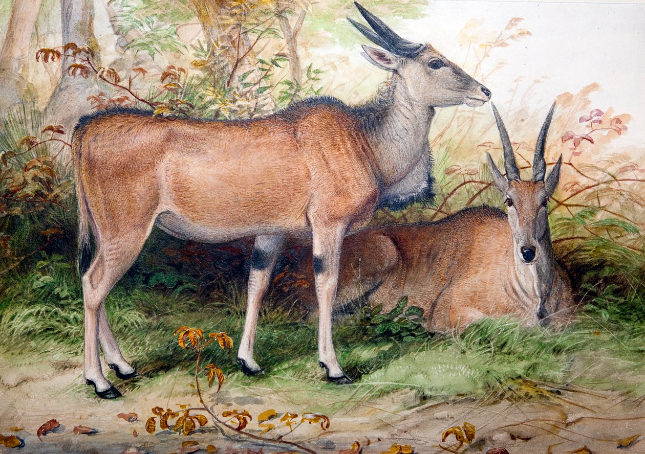 Elands, ca. 1850 av Joseph Wolf