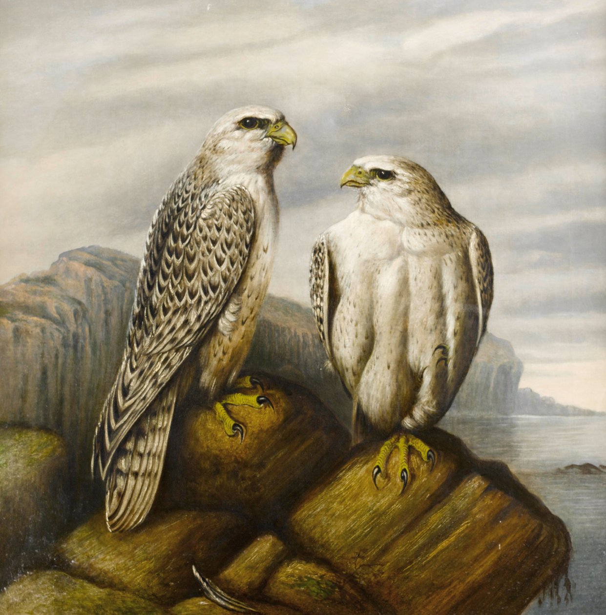 Gyr -falk på en steinhylle av Joseph Wolf