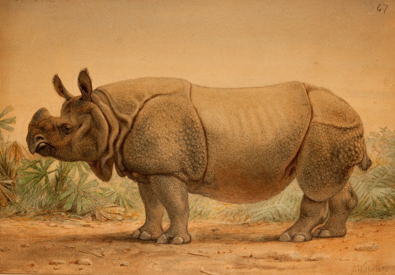 Indisk neshorn av Joseph Wolf