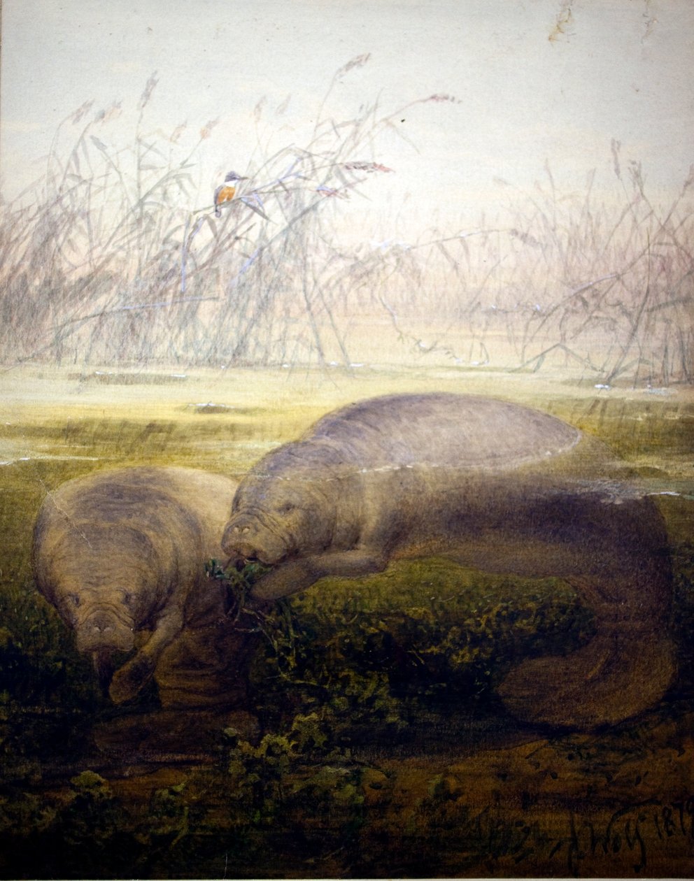 Manatee, 1879 av Joseph Wolf