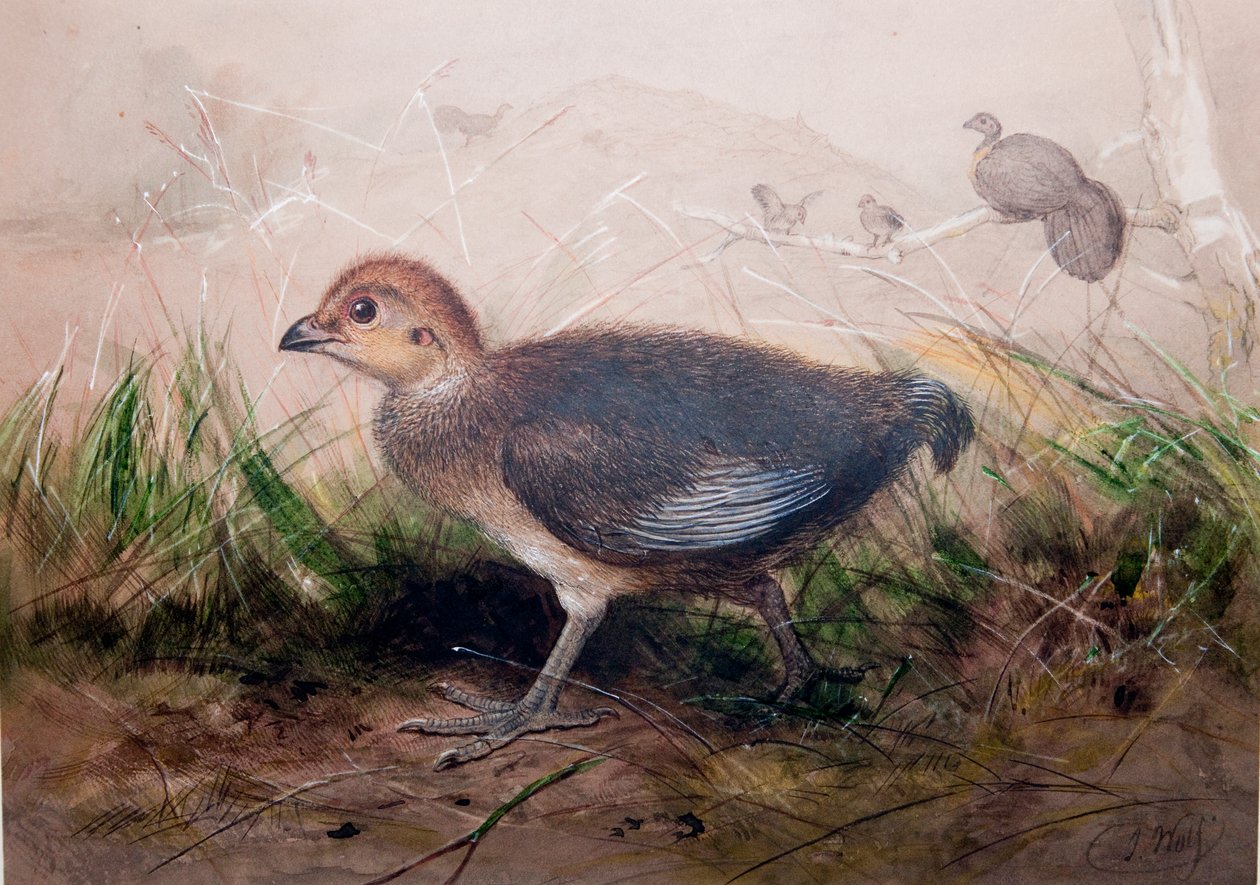 Megapoder, ca. 1850 av Joseph Wolf