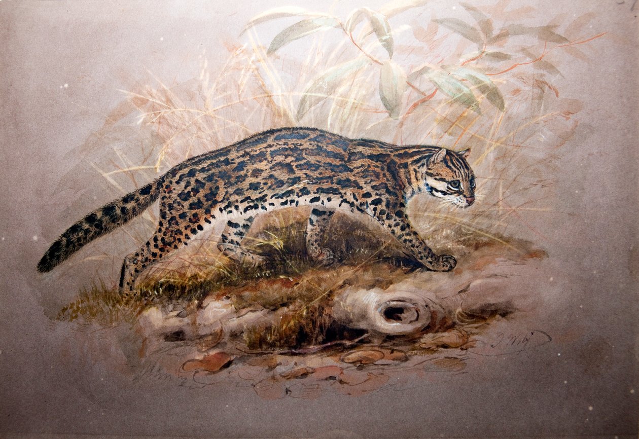 Ocelot, 1851-52 av Joseph Wolf