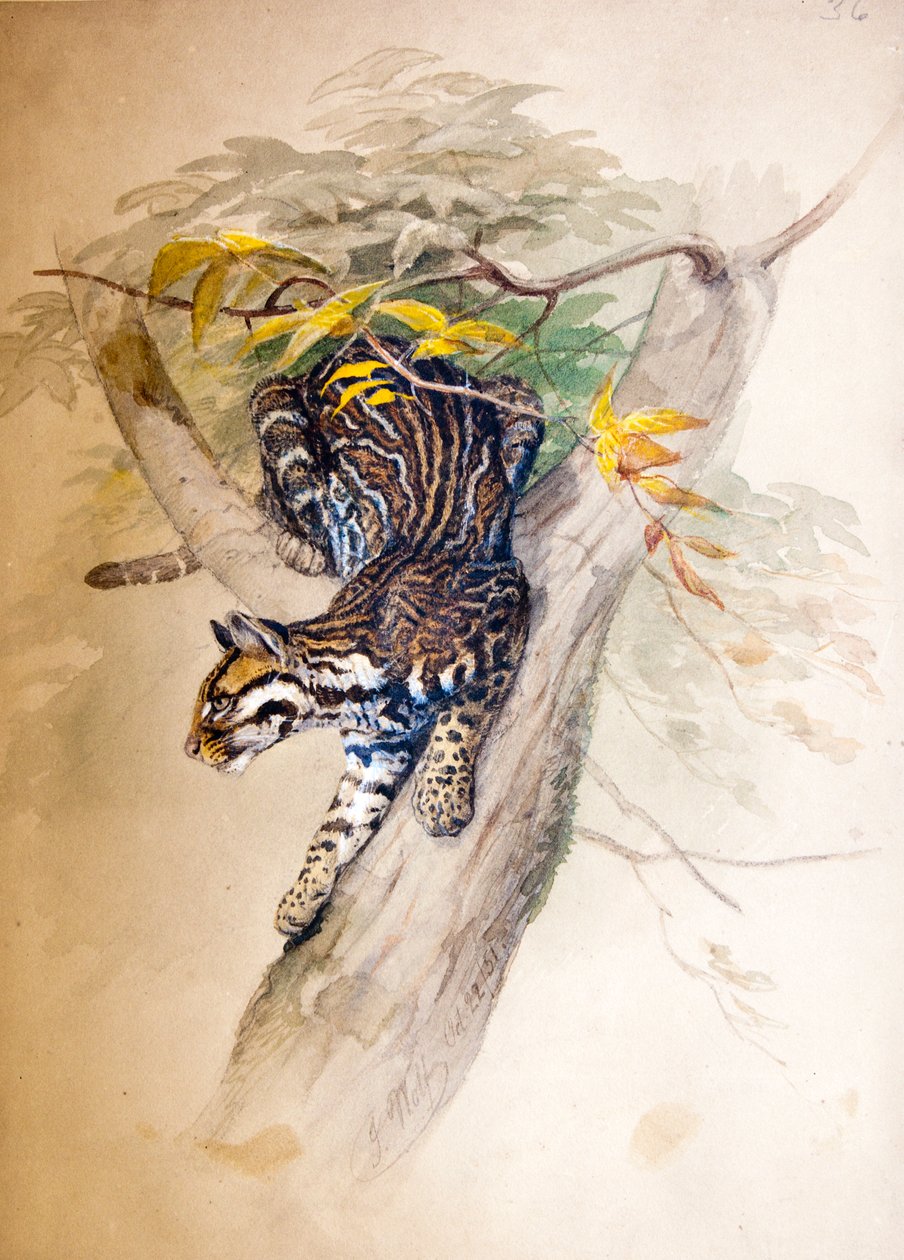 Ocelot, 1851-52 av Joseph Wolf