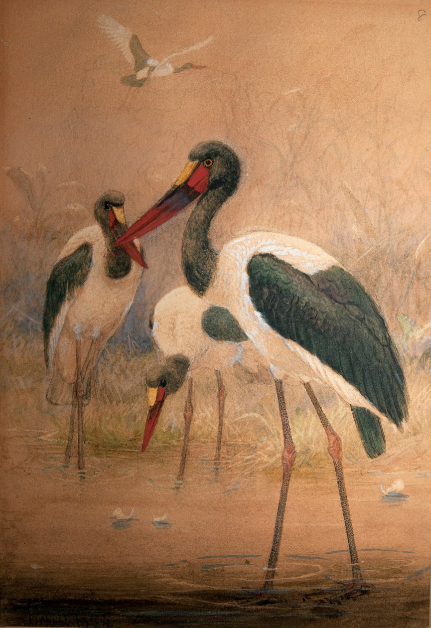 Sadelnebbstork (Xenorhynchus senegalensis), 1856-67 av Joseph Wolf