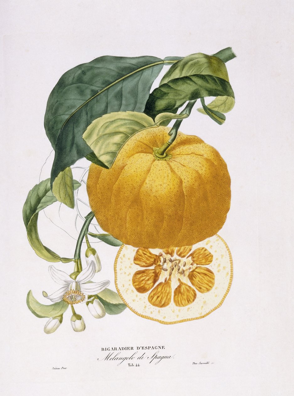 Natural History of Appelsintrær, 1818-20 av Joseph Antoine Risso