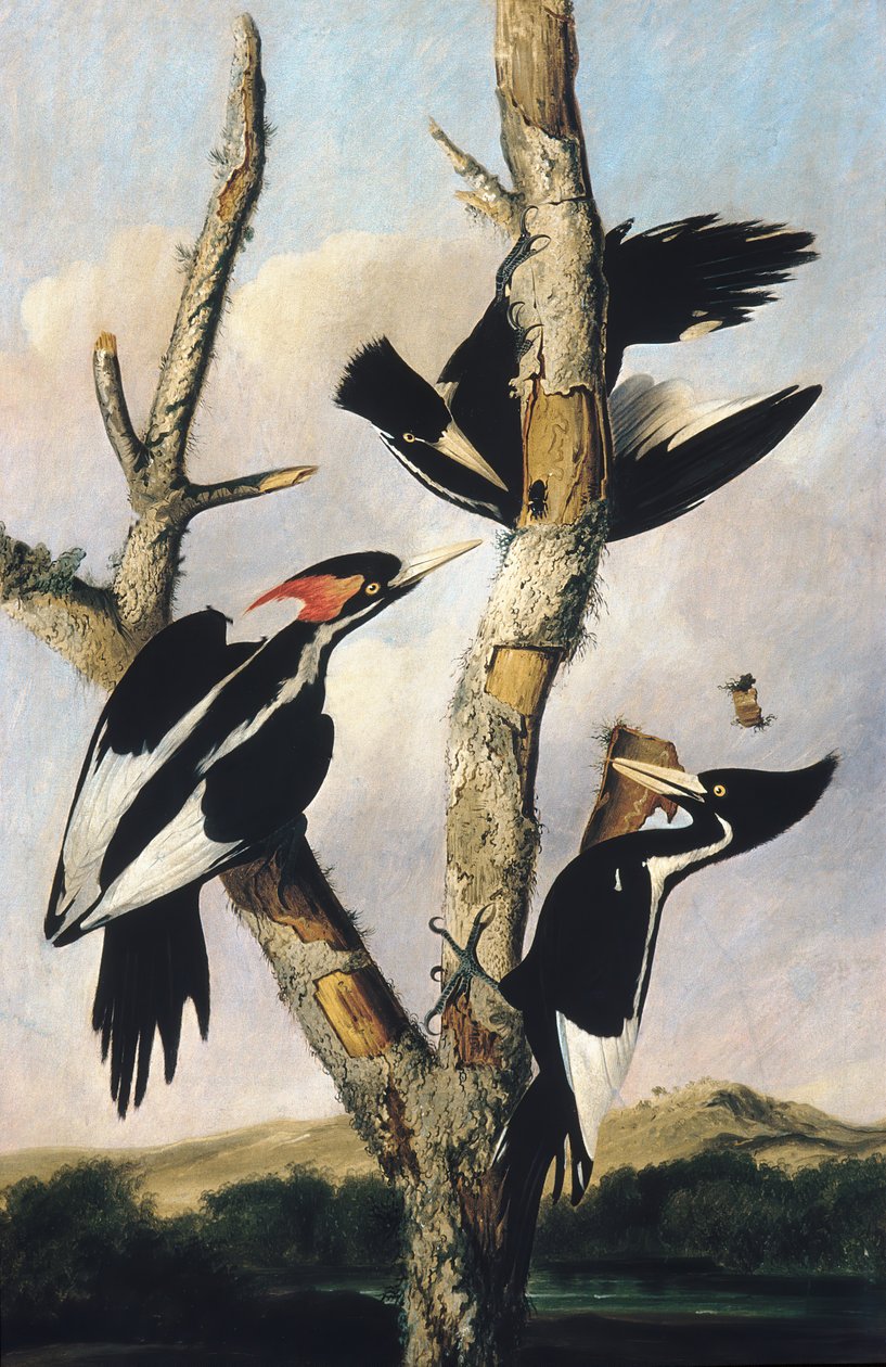 Elfenbensnebb, ca. 1830-31. av Joseph Bartholomew Kidd