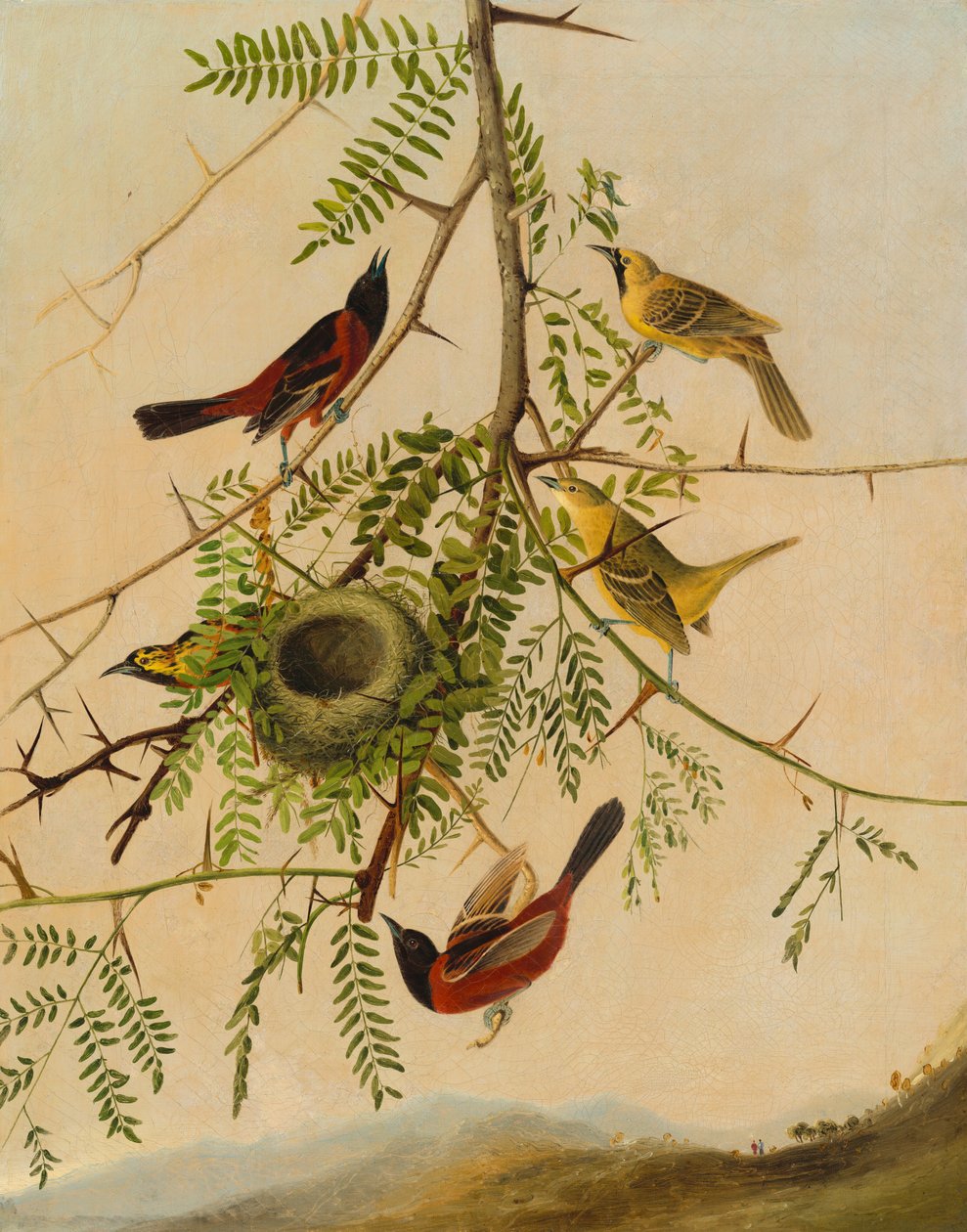 Orchard Oriole, 18301832. av Joseph Bartholomew Kidd