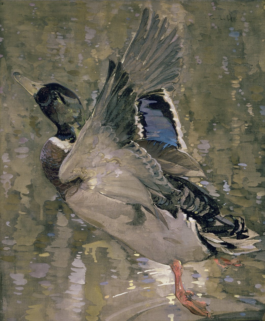 Mallard Rising (wc på papir) av Joseph Crawhall