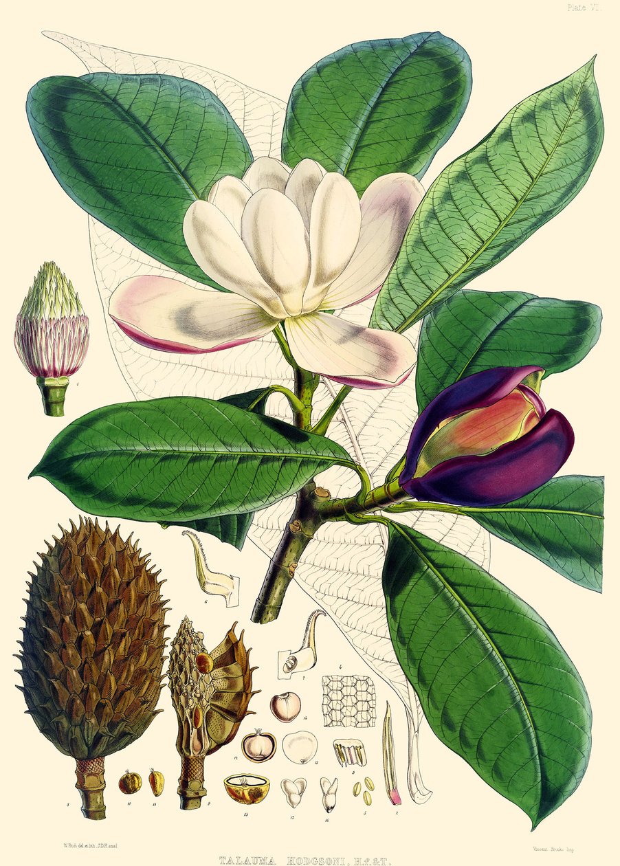 Magnolia hodgsonii, 1855 av Joseph Dalton Hooker