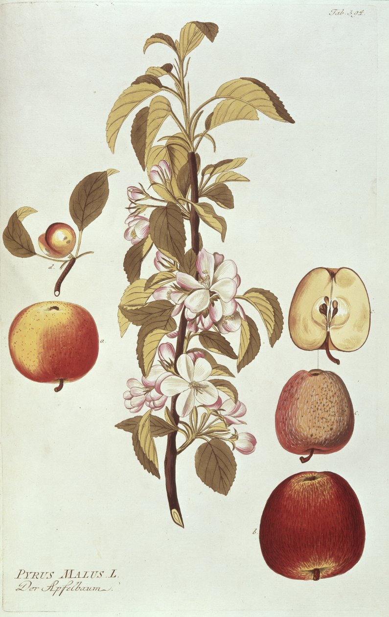 Pyrus Malus av Joseph Jacob Plenck
