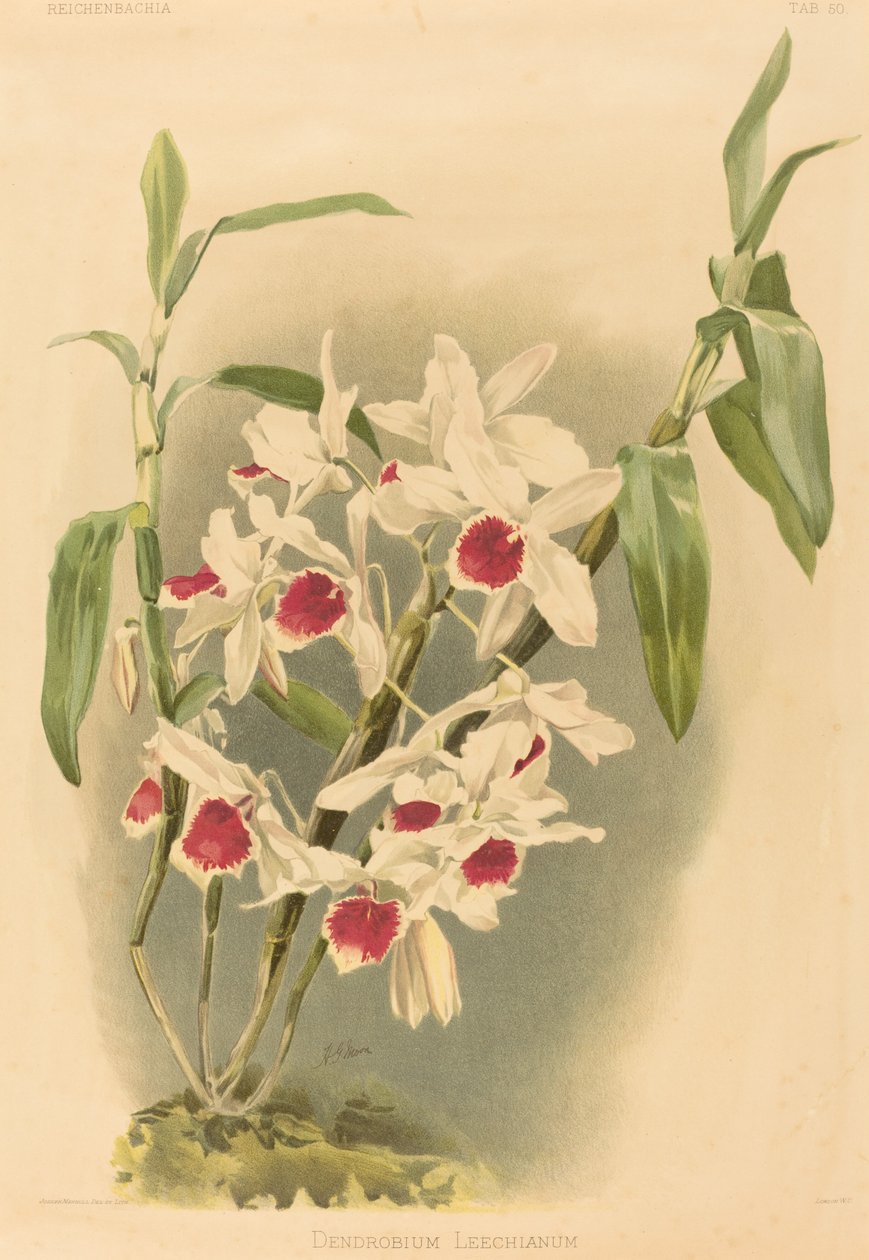 Dendrobium Leechianum. av Joseph Mansell