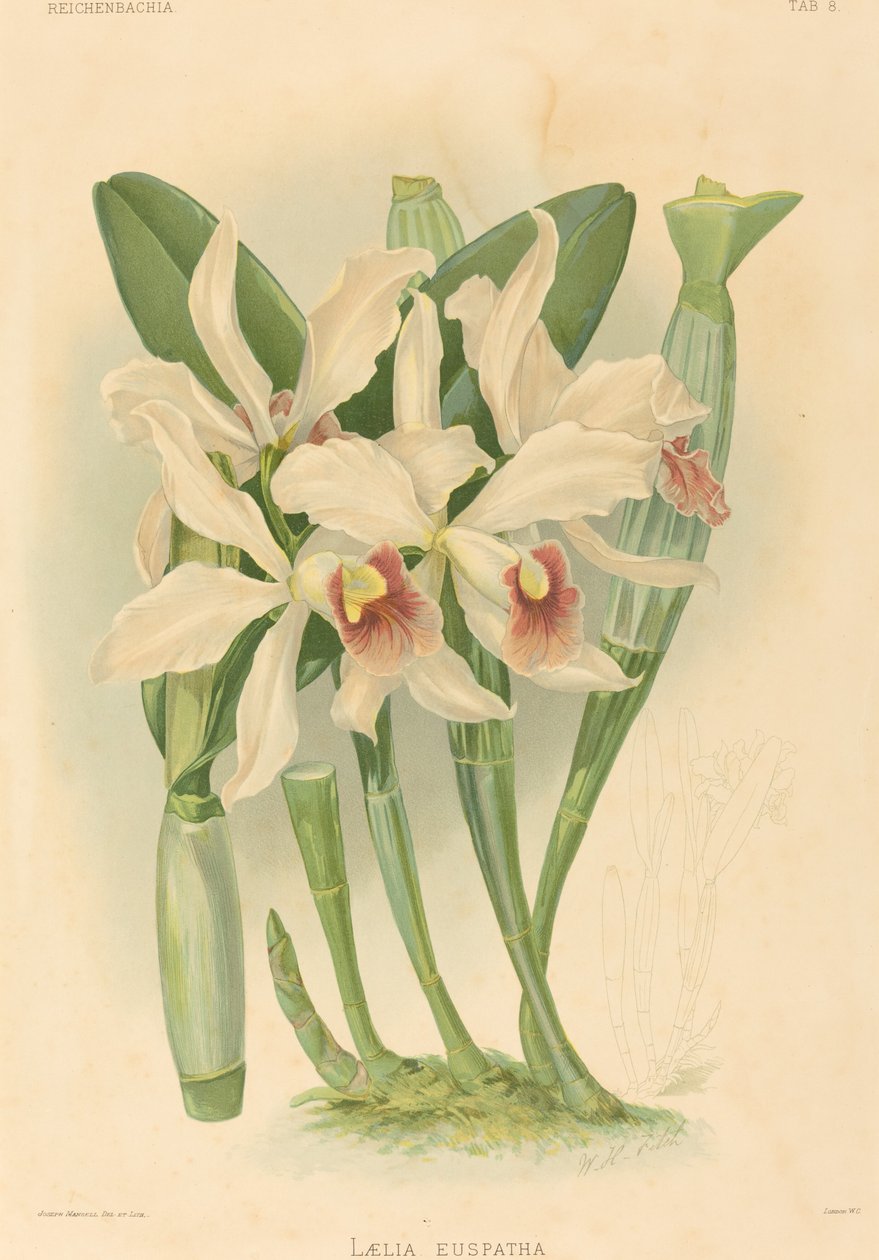 Laelia Euspatha av Joseph Mansell after Walter Hood Fitch