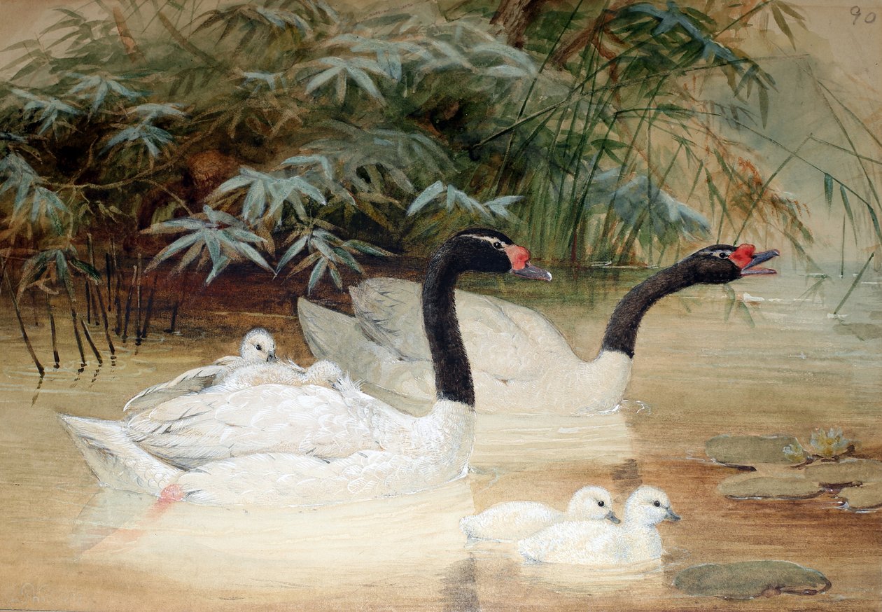 Svarthalset svane (Cygnus nigricollis), 1852-54 av Joseph Wolf