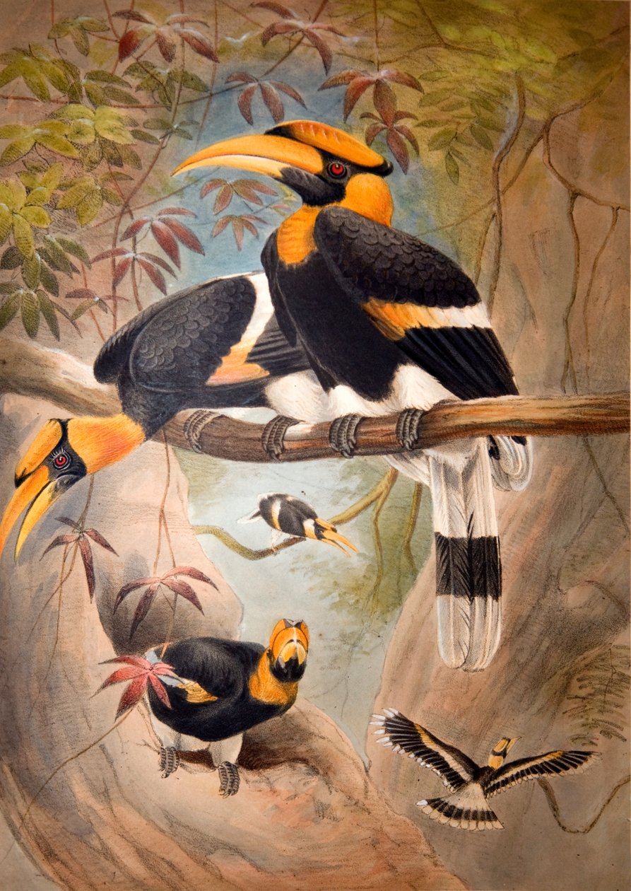 Konkav Hornbill-hjelm, 1861 av Joseph Wolf