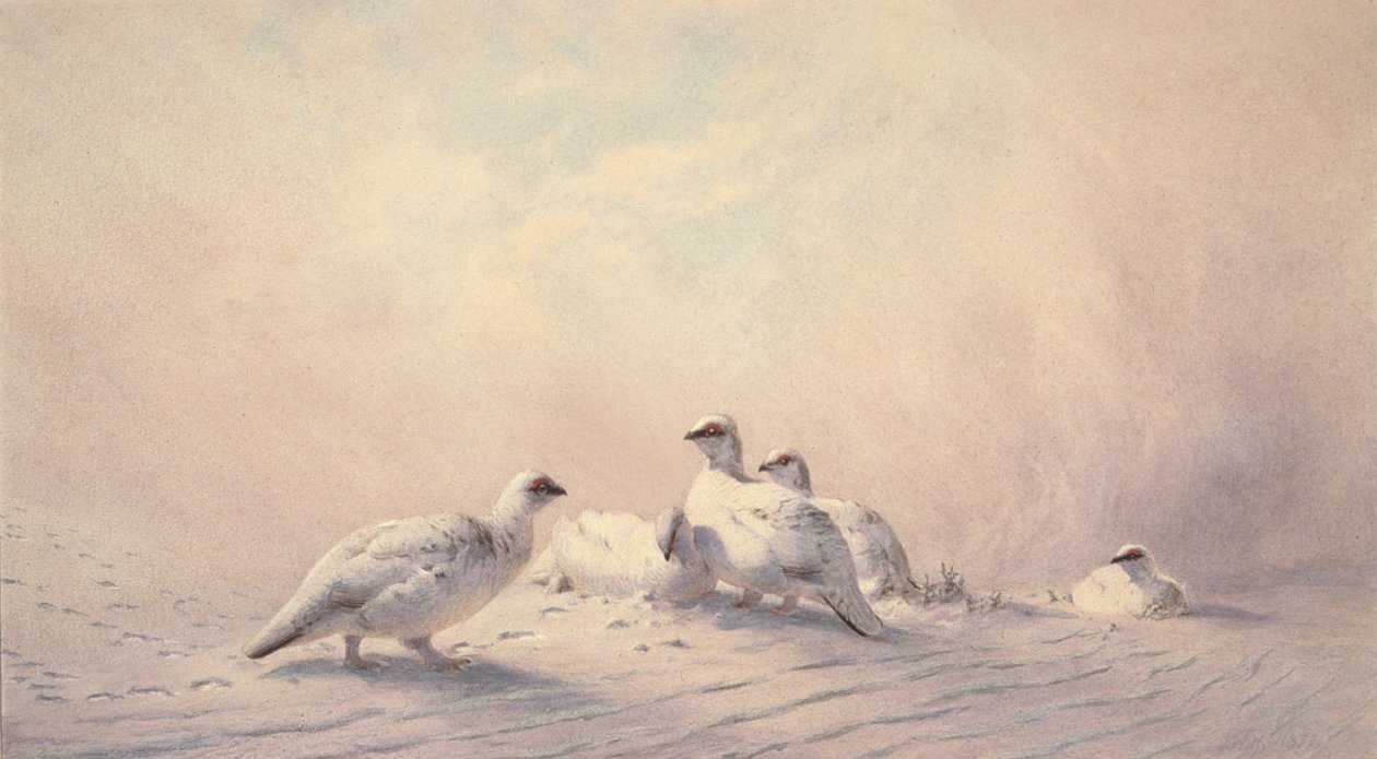Rype, vinter, 1873 (wc) av Joseph Wolf