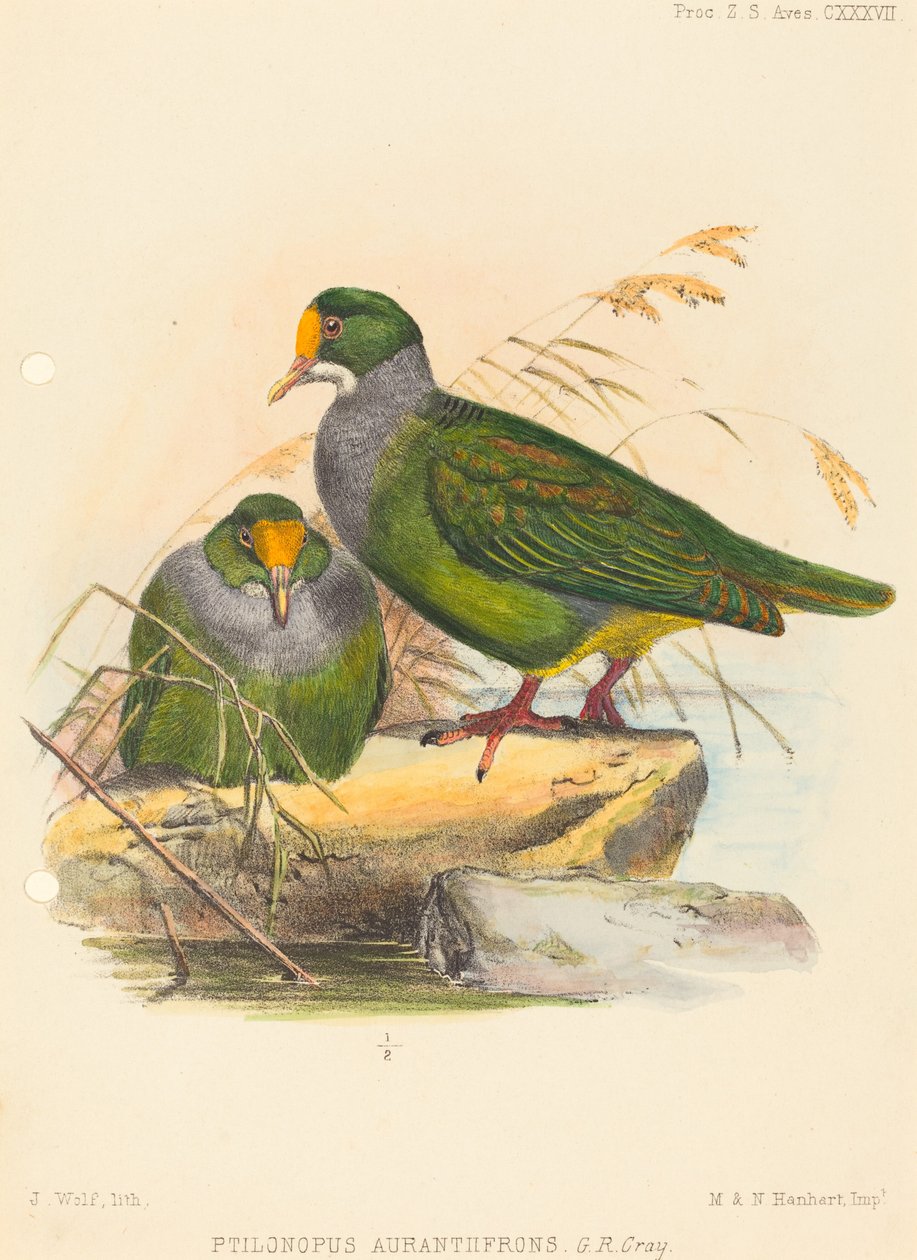 To fugler (Ptilonopus Auranthfrons) av Joseph Wolf
