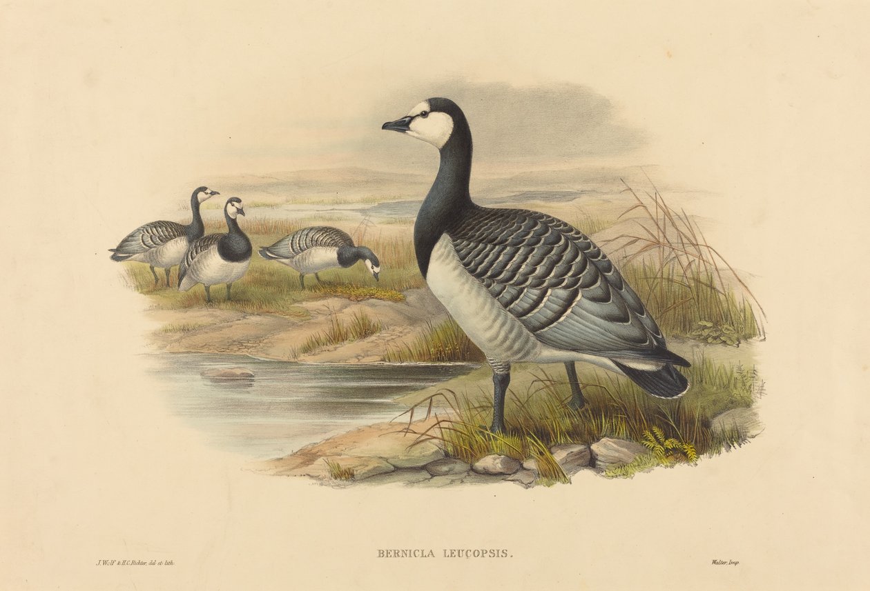 Bramgås (Bernicla Leucopsis) av Joseph Wolf and H.C. Richter