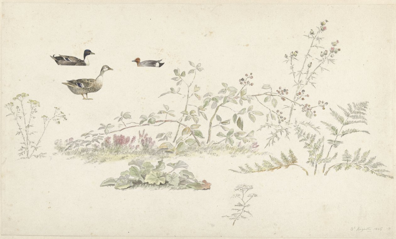 Studieark med planter og vannfugler av Josephus Augustus Knip
