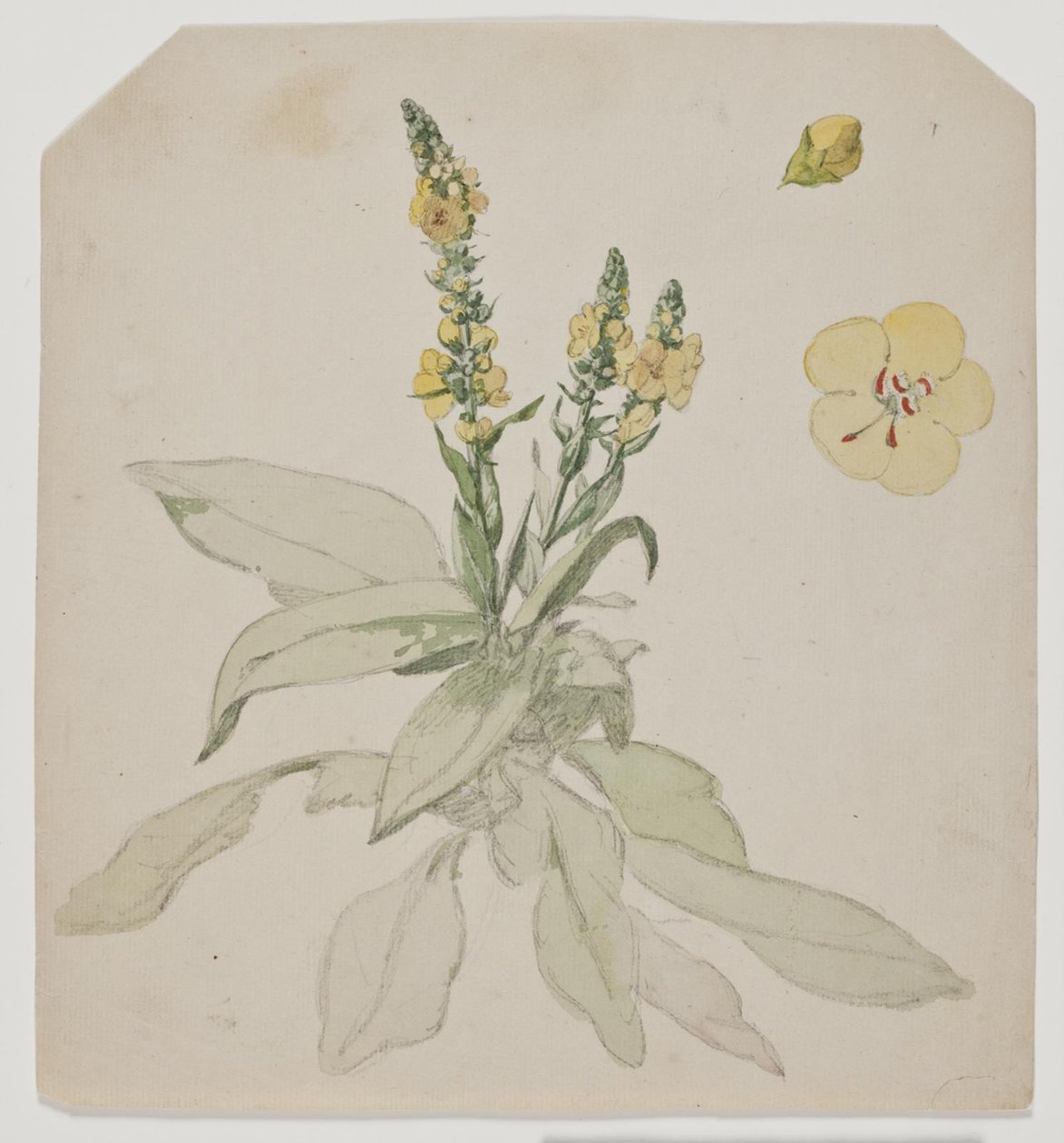 Blooming King Candle (ordrom) av Jørgen Roed