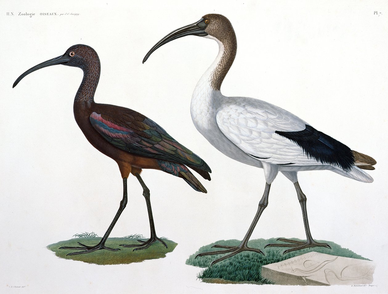 Ibises, fra 'Description de l'Eypte', 1817 av Jules Cesar Savigny