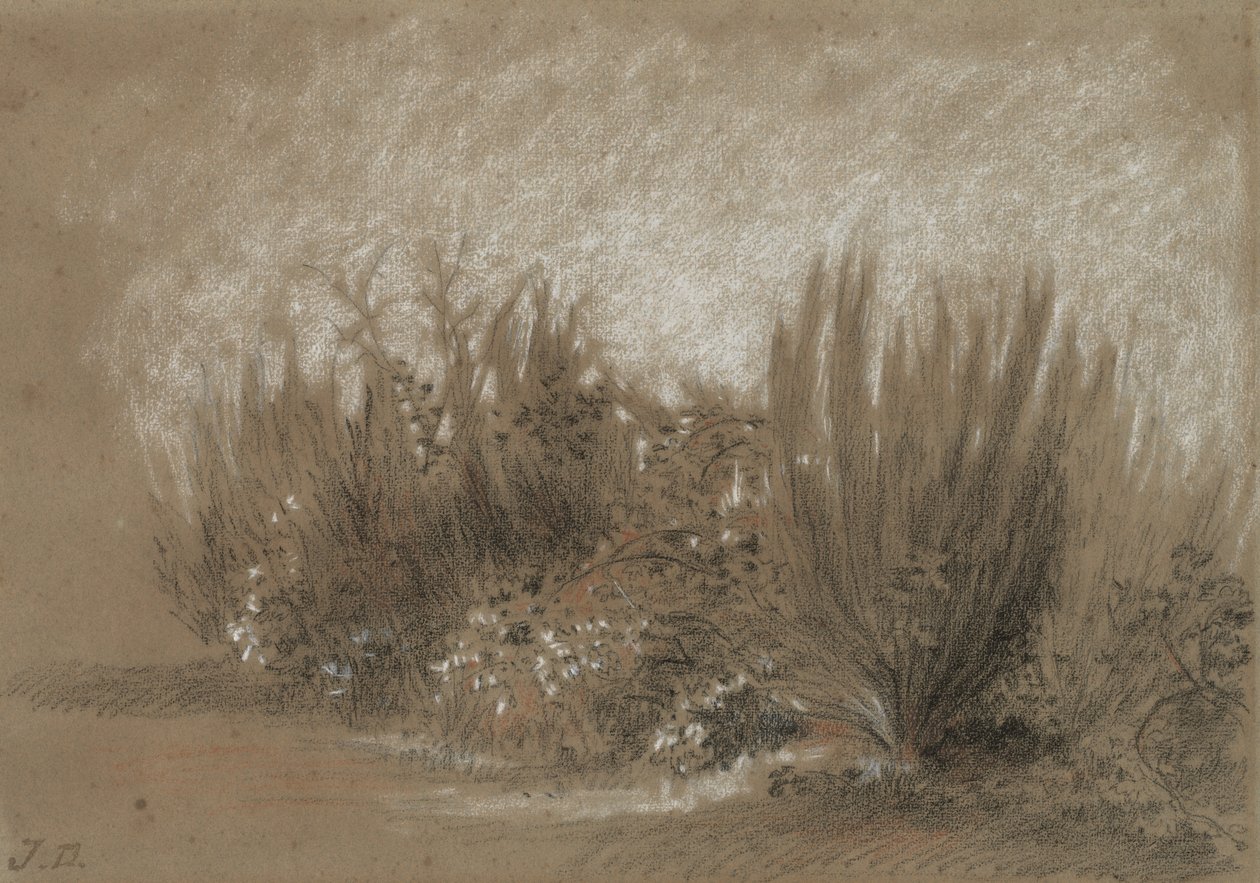 Genets et Ronces (Broom and Brambles) av Jules Dupré