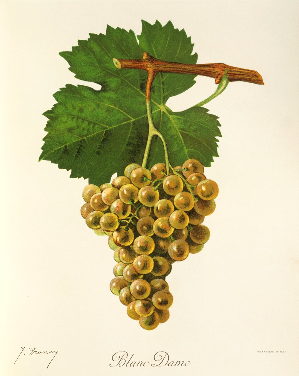 Blanc Dame drue av J. Troncy av Jules Troncy