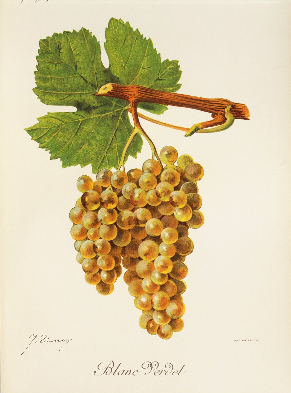 Blanc Verdet drue av J. Troncy av Jules Troncy