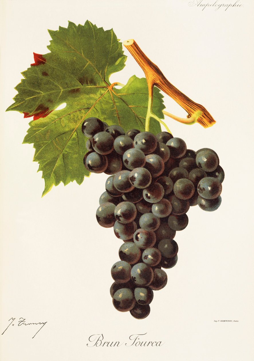 Brun Fourca drue av J. Troncy av Jules Troncy