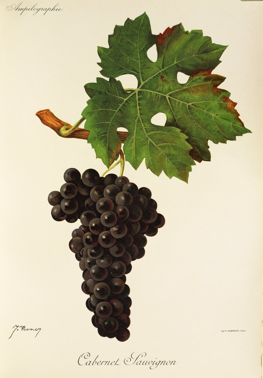 Cabernet Sauvignon drue av J. Troncy av Jules Troncy