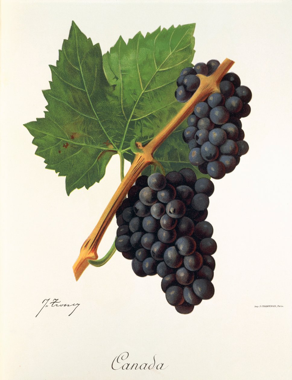 Canada-drue av J. Troncy av Jules Troncy