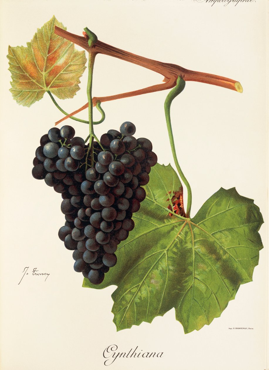 Cynthianadrue av J. Troncy av Jules Troncy