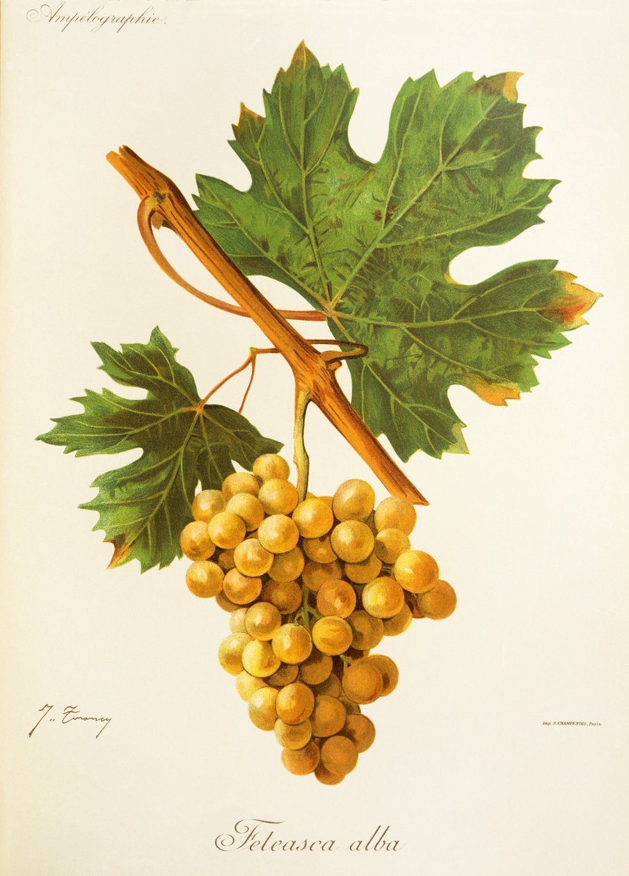 Feteasca Alba drue av J. Troncy av Jules Troncy
