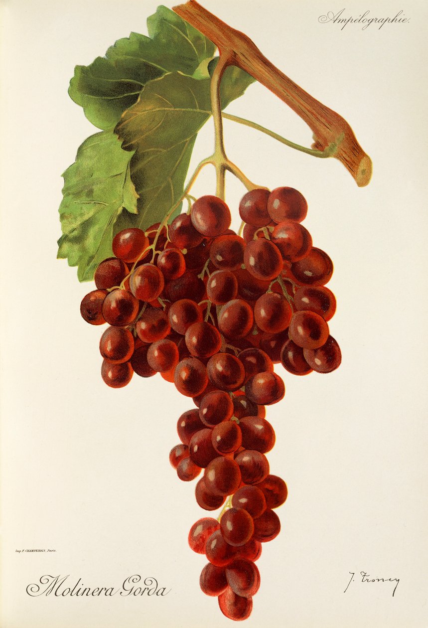 Molinera Gorda drue av J. Troncy av Jules Troncy