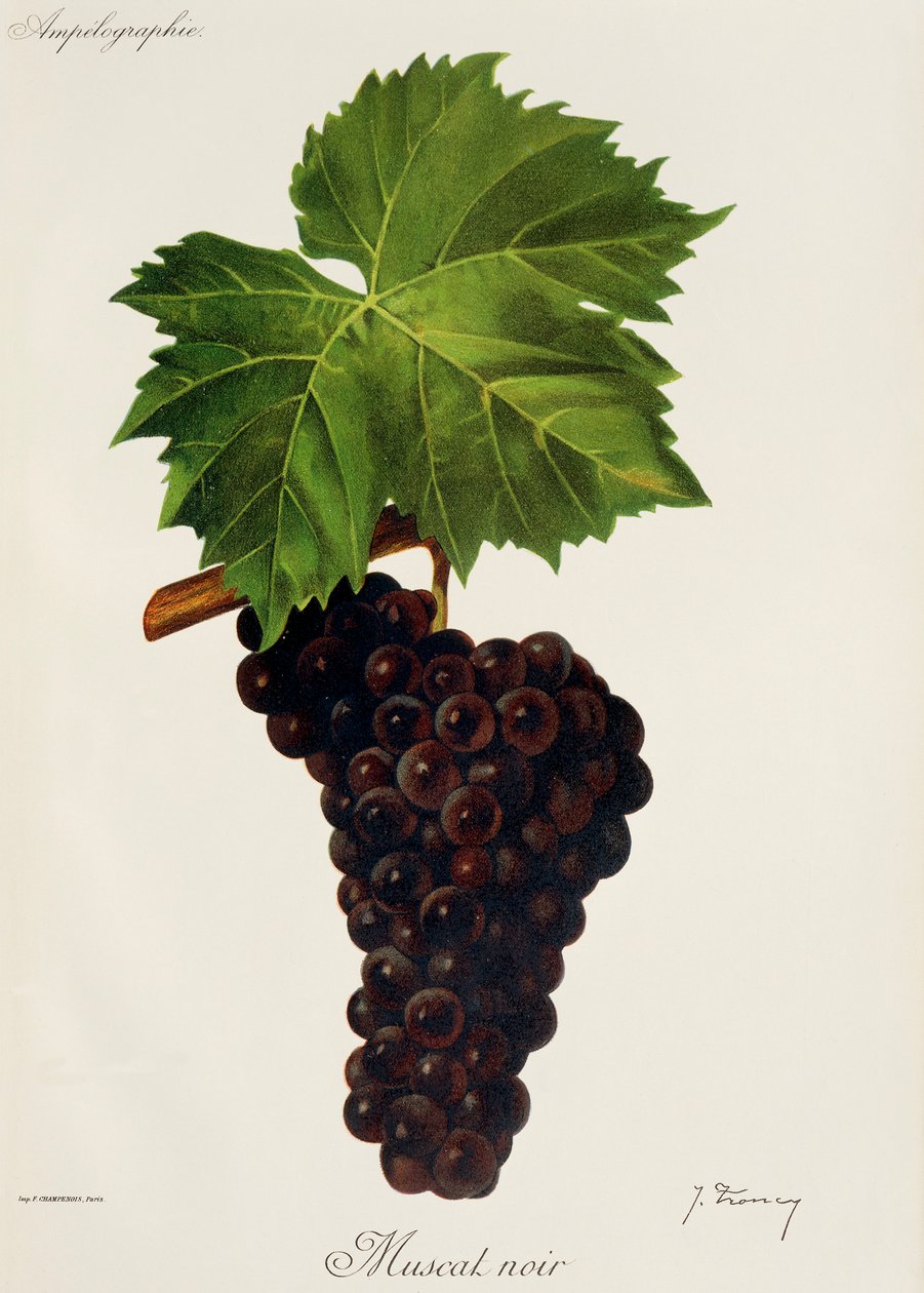 Muscat Noir-drue av J. Troncy av Jules Troncy