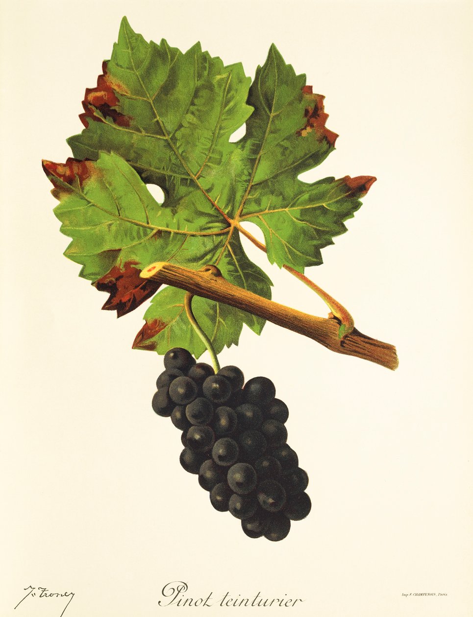 Pinot Teinturier drue av J. Troncy av Jules Troncy