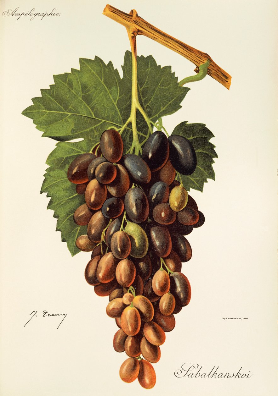 Sabalkanskoi grape by J. Troncy   1414809   no       norwegian Successfully Translated  Original: Anatomische studie van de rug- en bilspieren van een man in silhouet Translat: Anatomische studie van de rug- en bilspieren van een man in silhouet 1379097 no av Jules Troncy