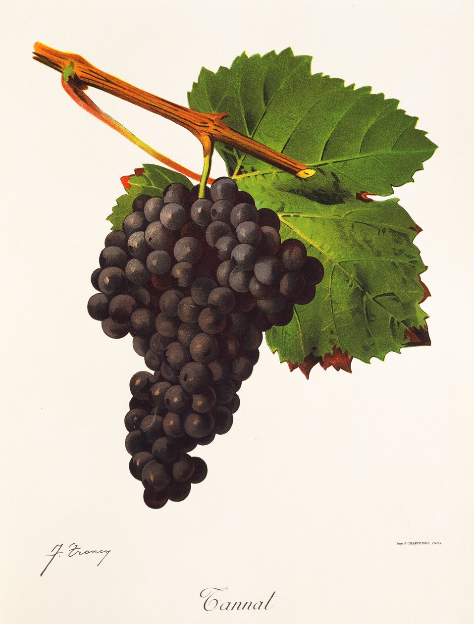Tannat grape by J. Troncy   1414544   no       norwegian Successfully Translated  Original: The Lake Translat: The Lake 1399917 no norwegian Successfully Translated Original: Tom and the lobster pot, illustration from The Water Babies by Reverend Charles K av Jules Troncy