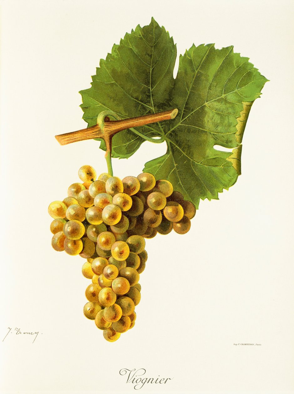 Viognier-drue av J. Troncy av Jules Troncy