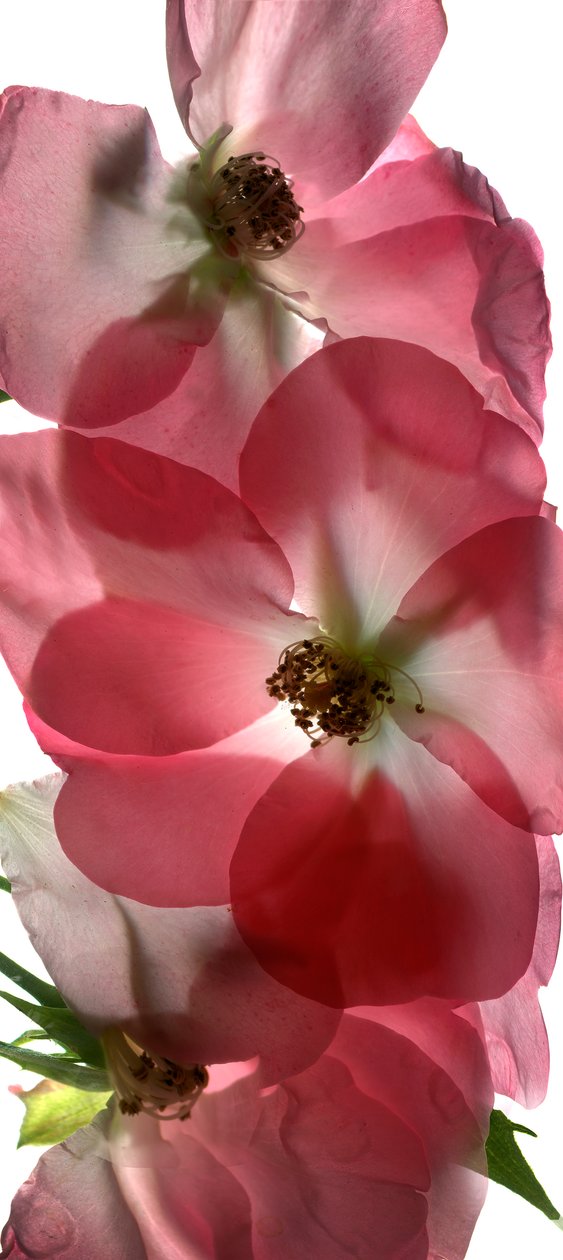 Alice Rose Trio, 2014, (digitalt fotogram, digitalt originaltrykk) av Julia McLemore