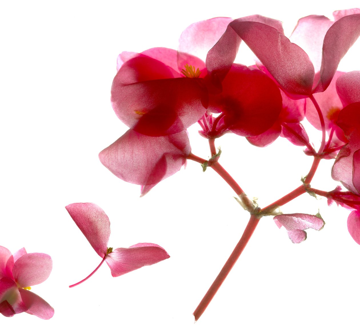 Begonia Pink VII (digitalt fotogram, digitalt originaltrykk) av Julia McLemore