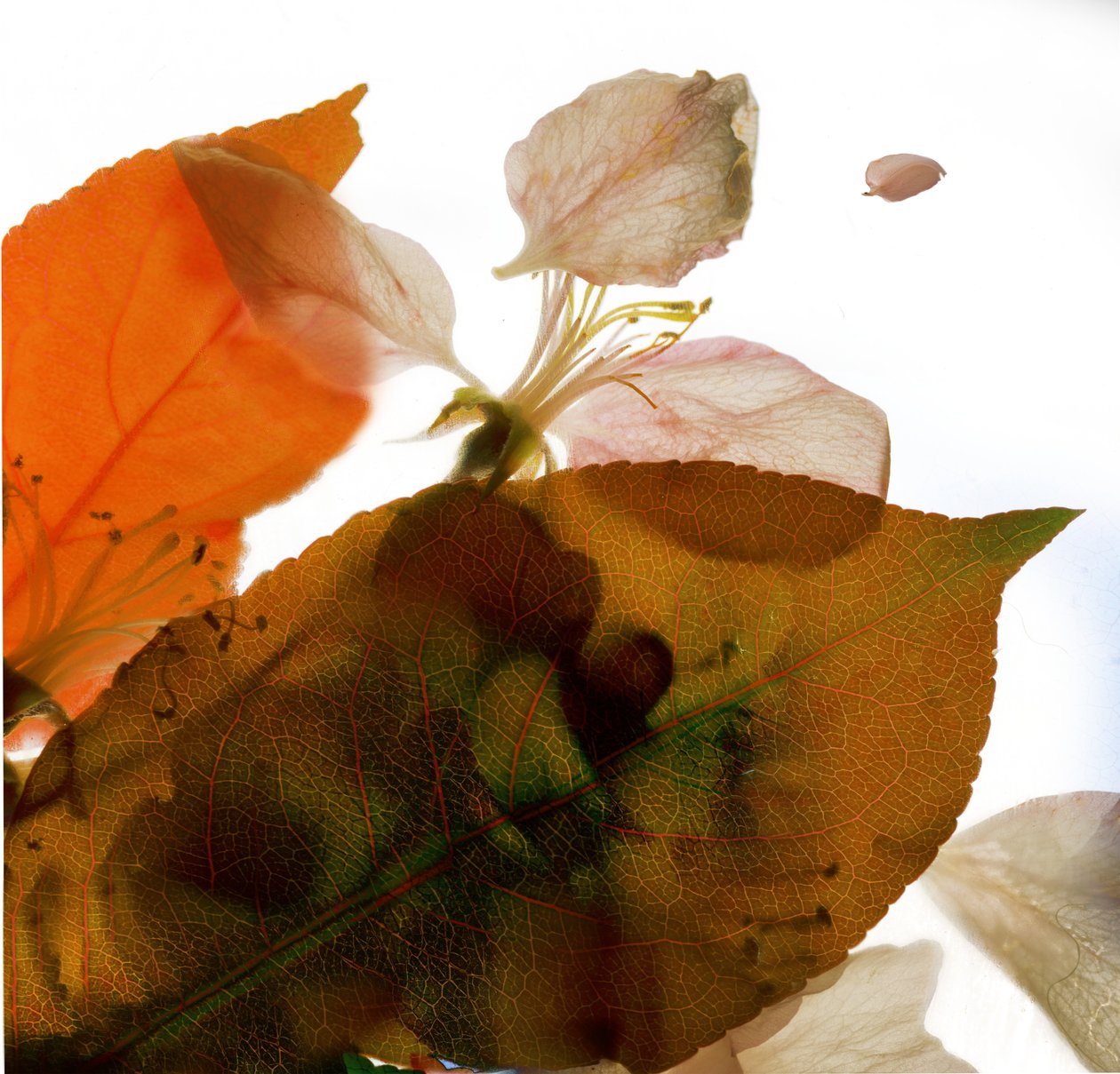 Crabapple Rose I, 2014, (digitalt fotogram, digitalt originaltrykk) av Julia McLemore