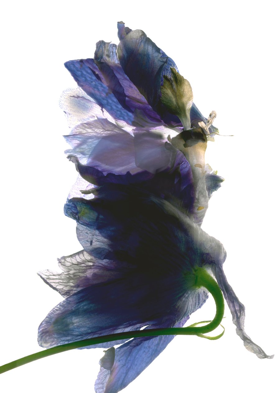 Delphinium Dance, 2009, (digitalt fotogram, digitalt originaltrykk) av Julia McLemore