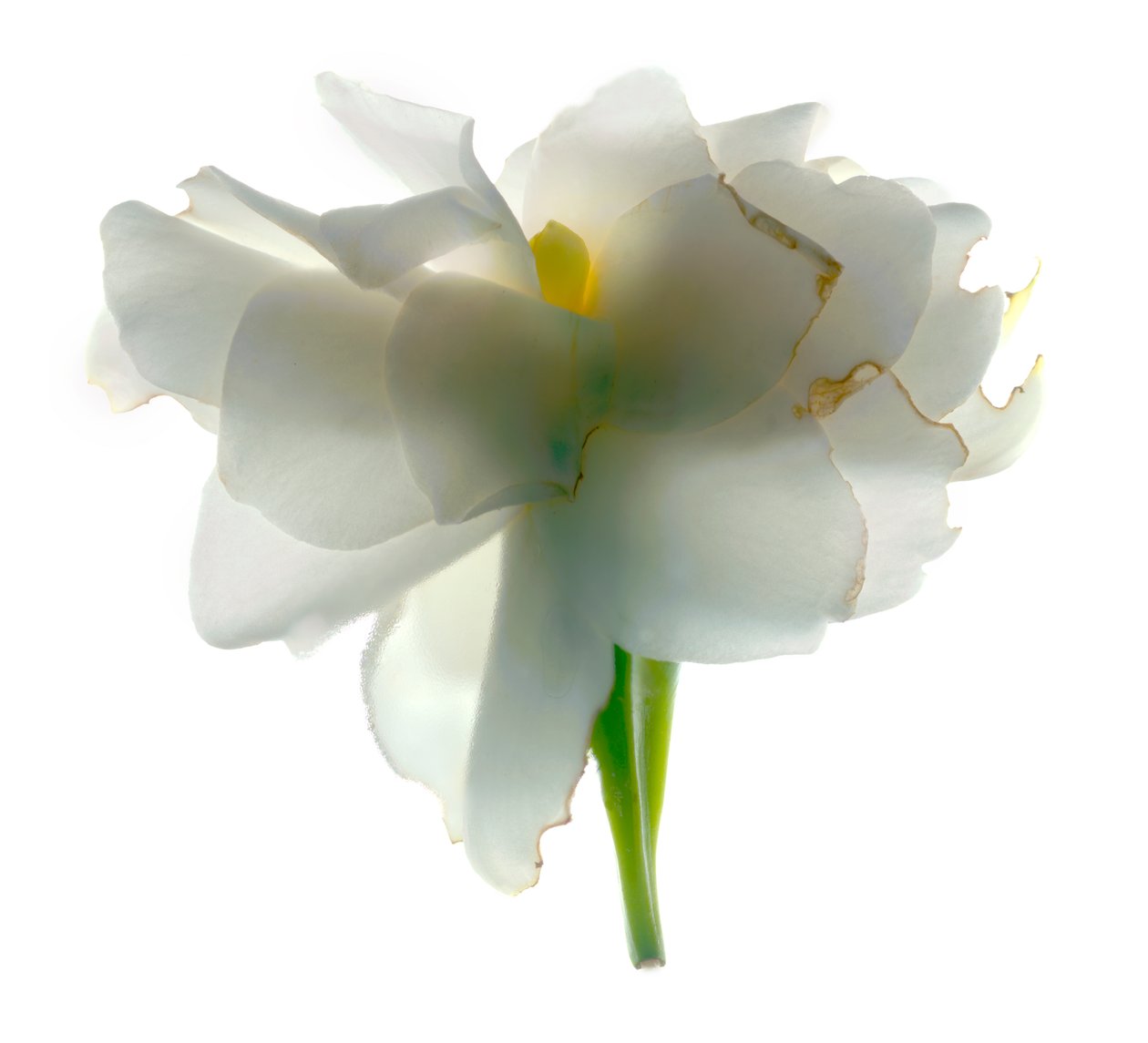 Gardenia Float, 2011, (digitalt fotogram, digitalt originaltrykk) av Julia McLemore