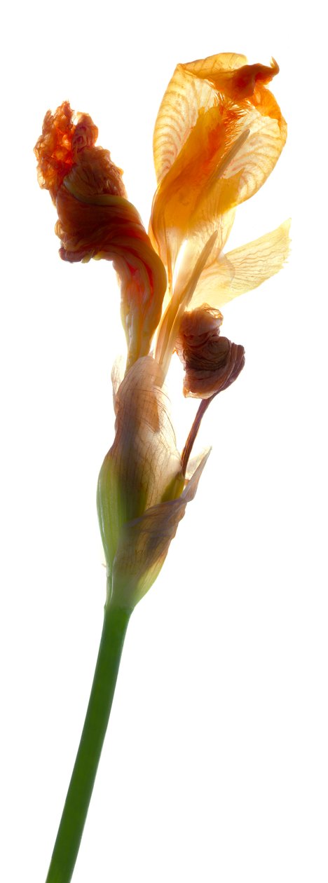 Iris Yellow, 2011, (digitalt fotogram, digitalt originaltrykk) av Julia McLemore