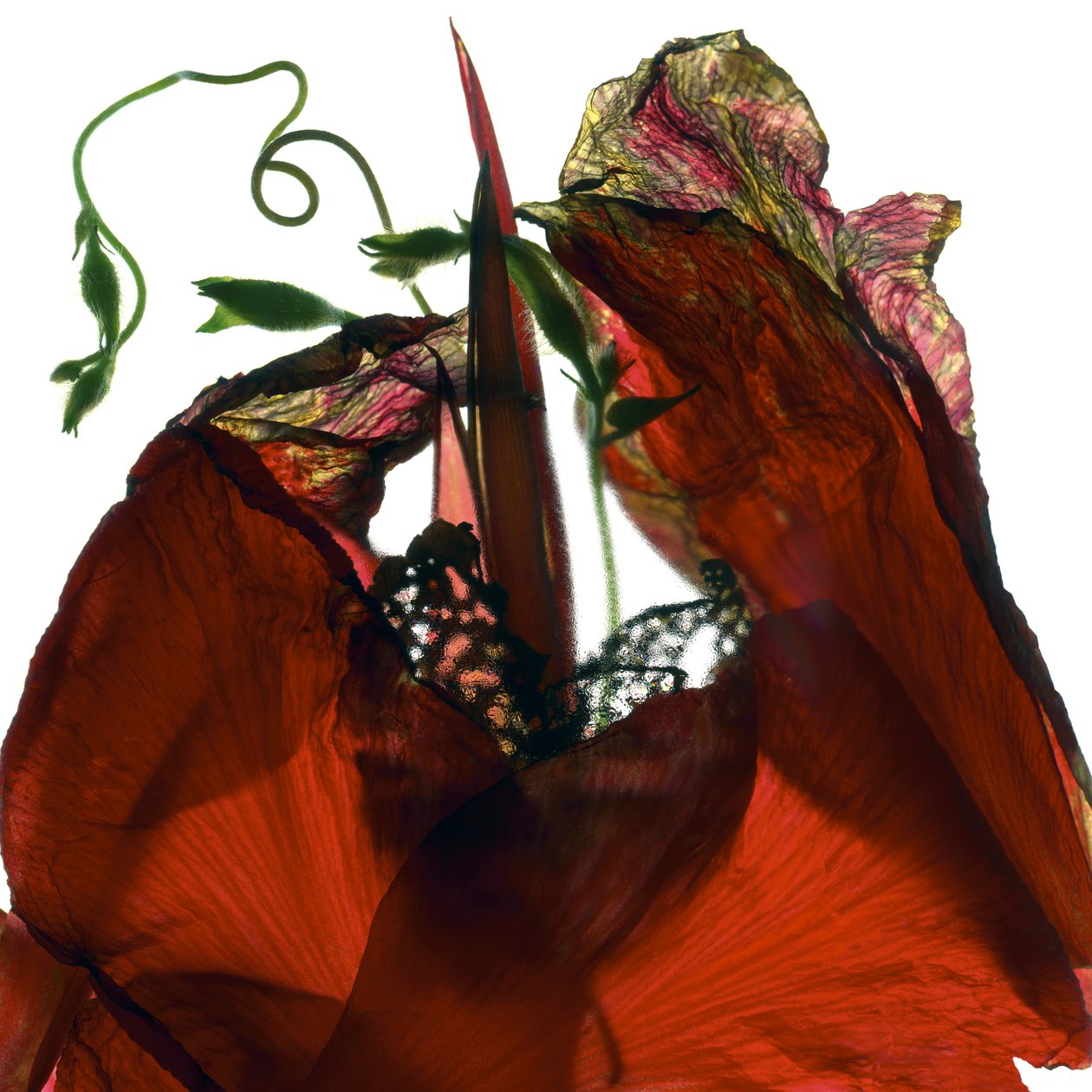 Morning Glory Canna Red (digitalt fotogram, digitalt originaltrykk) av Julia McLemore