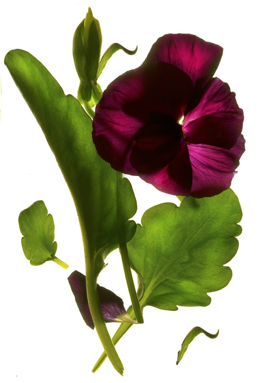 Pansy Purple, 2014, (digitalt fotogram, digitalt originaltrykk) av Julia McLemore