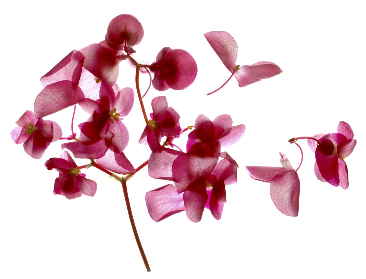 Pink Begonia I (digitalt fotogram, digitalt originaltrykk) av Julia McLemore