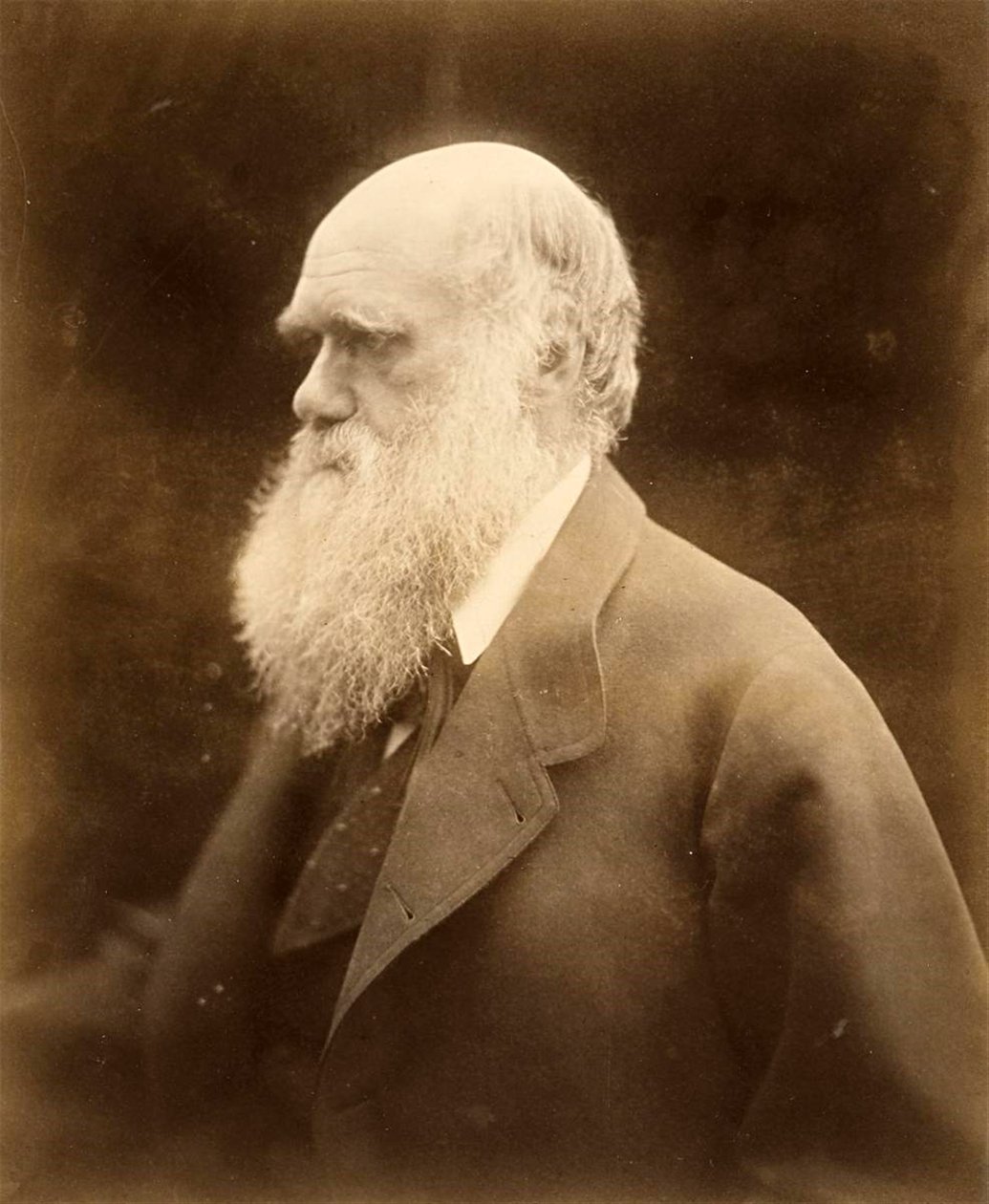 Portrett av Charles Darwin, 1868 av Julia Margaret Cameron