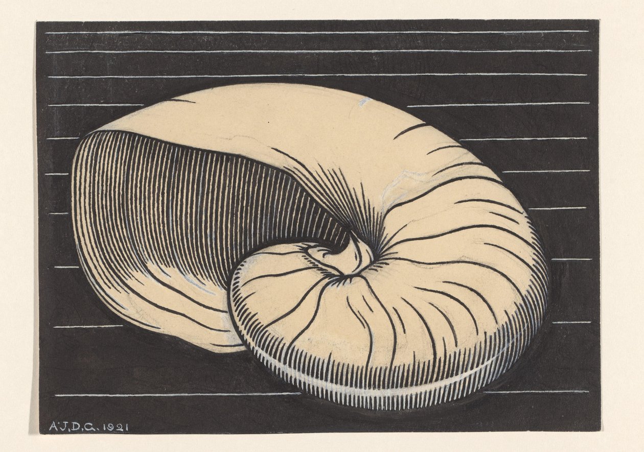 Nautilusschelp av Julie de Graag (signed by artist)