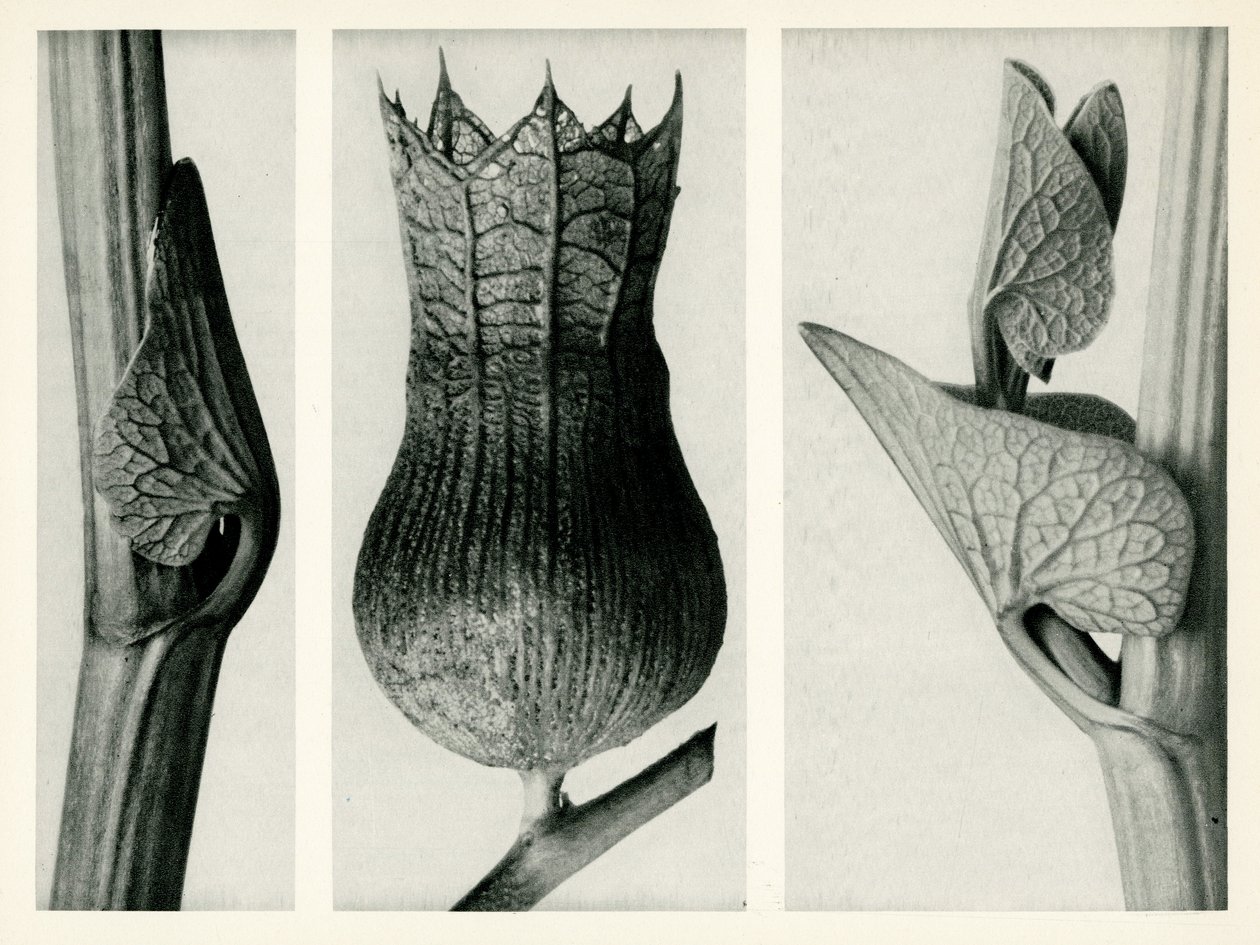  av Karl Blossfeldt